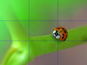 ladybug rule of thirds